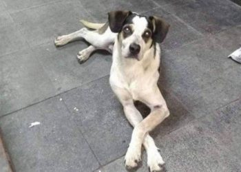 Privado: Senado aprova aumento da pena de maus-tratos aos animais