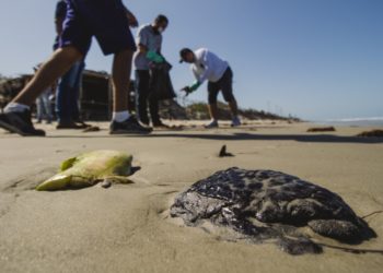 Privado: Manchas de óleo foram encontradas em dez pontos da orla cearense, diz Semace