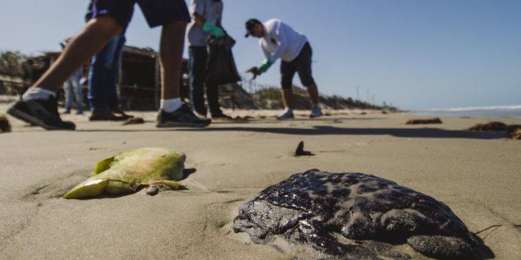 Privado: Manchas de óleo foram encontradas em dez pontos da orla cearense, diz Semace