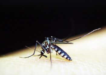 Privado: Casos de dengue dobram em menos de dois meses no Crato