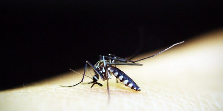 Privado: Casos de dengue dobram em menos de dois meses no Crato