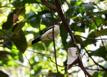 Privado: Lei aprovada pode prejudicar até 15 hectares de área ambiental, incluindo habitat do soldadinho-do-araripe