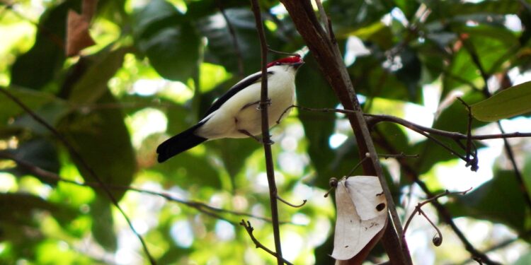 Privado: Lei aprovada pode prejudicar até 15 hectares de área ambiental, incluindo habitat do soldadinho-do-araripe