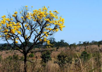 Privado: Plataforma reúne dados, fotos e infográficos do cerrado na internet