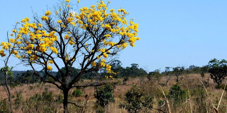 Privado: Plataforma reúne dados, fotos e infográficos do cerrado na internet