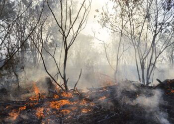 Privado: Câmara aprova regras para uso controlado do fogo em práticas agrícolas