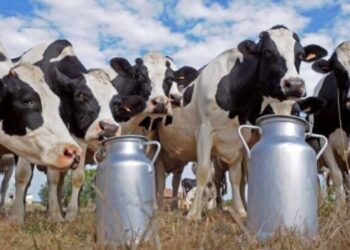 Privado: Missão Velha terá o maior programa “ Pecuária” da história do município