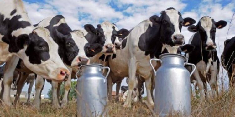 Privado: Missão Velha terá o maior programa “ Pecuária” da história do município