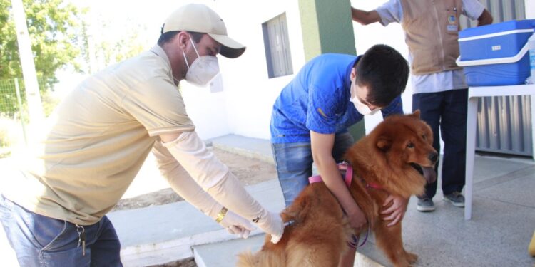 Privado: Barbalha divulga programação da segunda semana da campanha de vacinação antirrábica