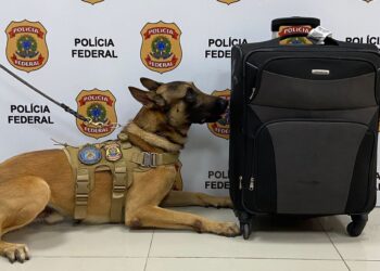PF realiza apreensão de drogas com auxílio de cão farejador