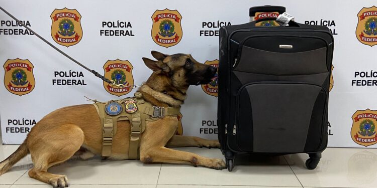 PF realiza apreensão de drogas com auxílio de cão farejador