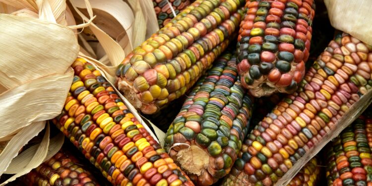 Agricultura familiar terá novo cadastro a partir desta terça-feira (1º)