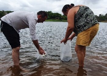 Crato distribui 20 mil alevinos em açudes do município