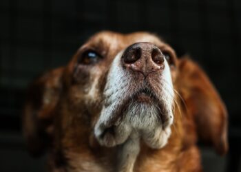 Criador de ovelhas é denunciado por matar 15 cachorros envenenados em Jardim-CE