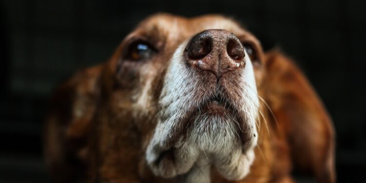 Criador de ovelhas é denunciado por matar 15 cachorros envenenados em Jardim-CE