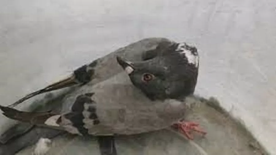 Especialistas temem nova doença que deixa pombos como zumbis no Reino Unido