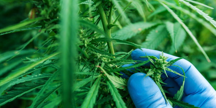 CFM abrirá consulta pública sobre uso da cannabis medicinal