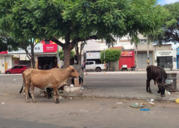 Animais de grande porte causam transtornos nas ruas de Juazeiro do Norte