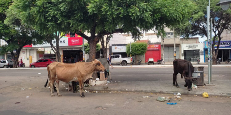 Animais de grande porte causam transtornos nas ruas de Juazeiro do Norte