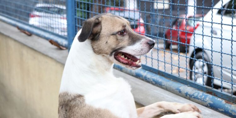 Fogos de artifício podem prejudicar os pets