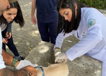 Juazeiro do Norte realiza vacinação antirrábica em pontos fixos