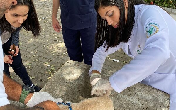Juazeiro do Norte realiza vacinação antirrábica em pontos fixos