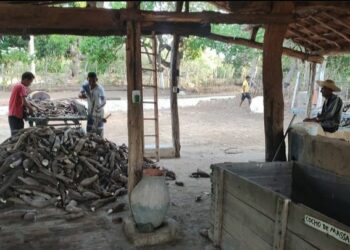 A casa de Farinha realizará a Tradicional Farinhada no Crato