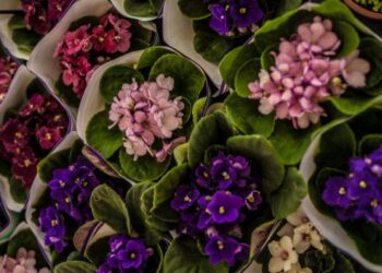 Praça da Sé em Crato recebe exposição de Flores de Holambra