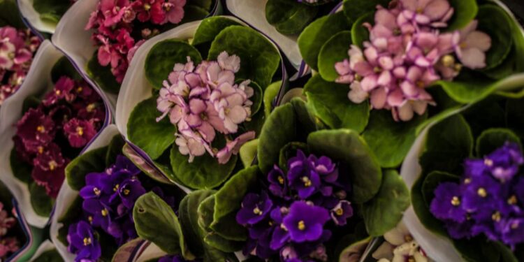 Praça da Sé em Crato recebe exposição de Flores de Holambra