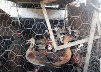 Aves silvestres são libertadas pela PMCE, após ação do BPMA em Várzea Alegre