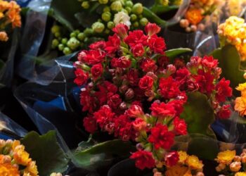 Flores de Holambra estão em exposição na Praça da Sé, em Crato