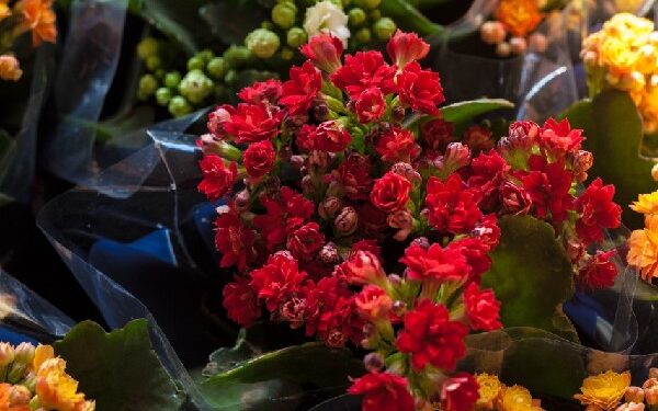 Flores de Holambra estão em exposição na Praça da Sé, em Crato