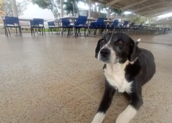 Conheça o UFCão: trabalho voluntário que cuida dos cachorros da UFCA de Juazeiro do Norte e do Crato