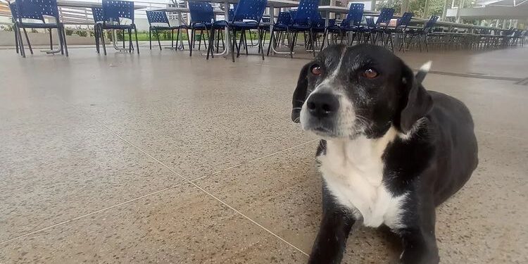 Conheça o UFCão: trabalho voluntário que cuida dos cachorros da UFCA de Juazeiro do Norte e do Crato