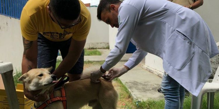 Juazeiro do Norte divulga novo cronograma de vacinação antirrábica