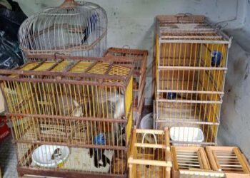 PMCE resgata 41 aves silvestres em ação em Juazeiro do Norte