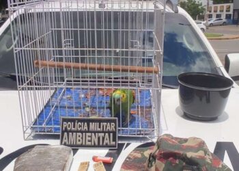 PMCE detém suspeito de tráfico de drogas na posse de ave silvestre em Juazeiro do Norte