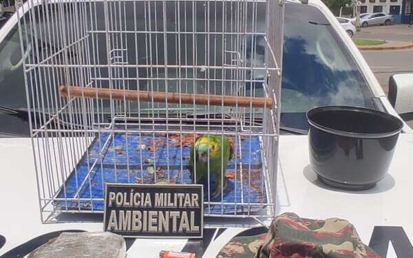PMCE detém suspeito de tráfico de drogas na posse de ave silvestre em Juazeiro do Norte