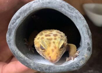 PC-CE cumpre mandado de prisão contra suspeito de tráfico de animais silvestres