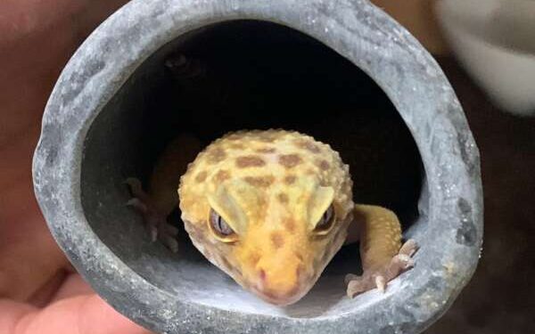 PC-CE cumpre mandado de prisão contra suspeito de tráfico de animais silvestres