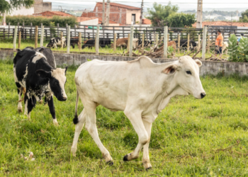 Primeira feira do boi comercializa mais de 100 animais