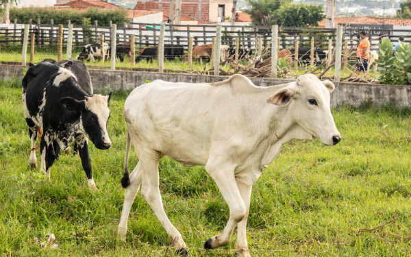 Primeira feira do boi comercializa mais de 100 animais