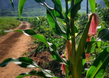 Juazeiro do Norte inicia distribuição de boletos do Programa Garantia Safra
