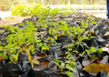 Viveiro de Mudas do Crato distribuiu mais de 22 mil mudas em 2022