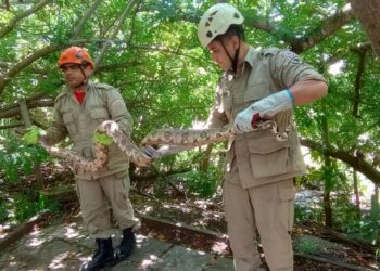 CBMCE resgata jiboia que estava em árvore em Santana do Cariri