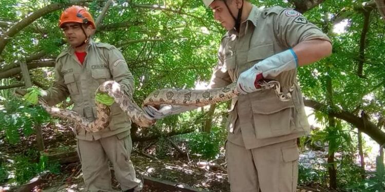 CBMCE resgata jiboia que estava em árvore em Santana do Cariri