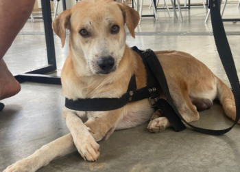 Juazeiro do Norte inicia castração gratuita de animais