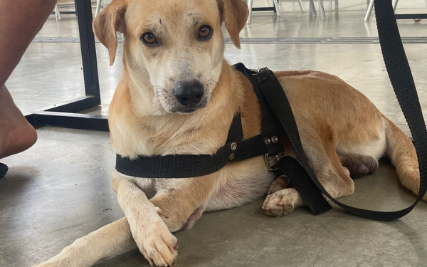 Juazeiro do Norte inicia castração gratuita de animais