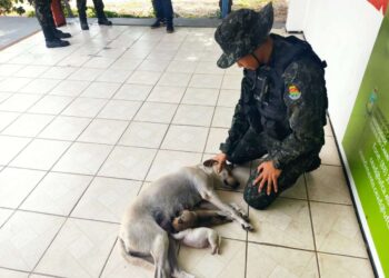 PMCE faz o resgate de cadela e filhotes abandonados em Milagres
