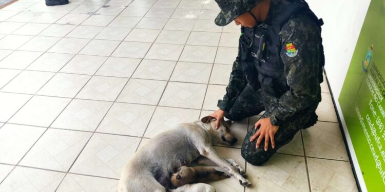 PMCE faz o resgate de cadela e filhotes abandonados em Milagres